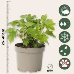 Krukkeplanter Indendørs^Hortensia - Hydrangea paniculata 'Toy Soldier' - Højde 25-40cm - ⌀19cm