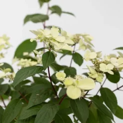 Clearance Hortensia - Hydrangea paniculata 'Wim's Red' - Højde 25-40cm - ⌀19cm Haveplanter