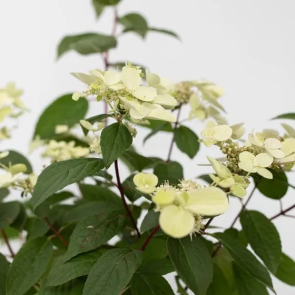 Clearance Hortensia - Hydrangea paniculata 'Wim's Red' - Højde 25-40cm - ⌀19cm Haveplanter