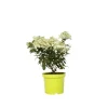 Sale Hortensia - Hydrangea paniculata 'Bobo' - Højde 25-40cm - ⌀19cm Buskads