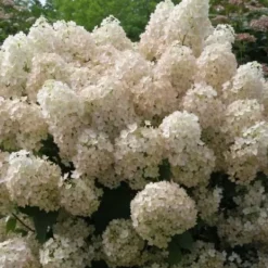 Sale Hortensia - Hydrangea paniculata 'Bobo' - Højde 25-40cm - ⌀19cm Buskads