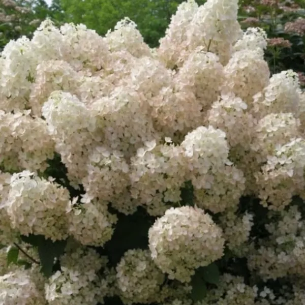 Sale Hortensia - Hydrangea paniculata 'Bobo' - Højde 25-40cm - ⌀19cm Buskads