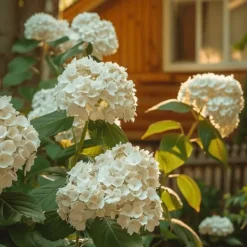 Sale Hortensia - Hydrangea paniculata 'Bobo' - Højde 25-40cm - ⌀19cm Buskads