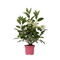 Buskads^Hortensia - Hydrangea paniculata 'Early Harry' - Højde 25-40cm - ⌀19cm
