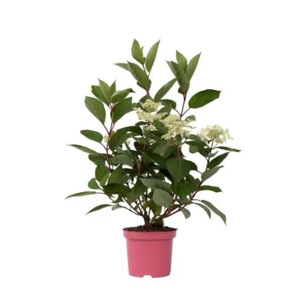 Buskads^Hortensia - Hydrangea paniculata 'Early Harry' - Højde 25-40cm - ⌀19cm