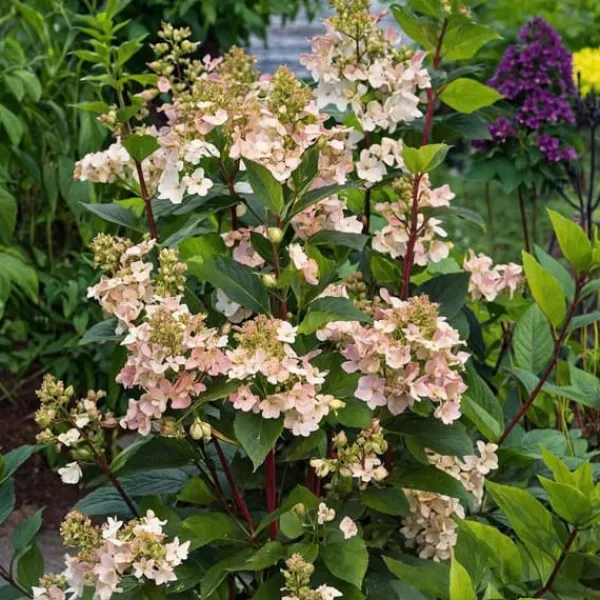 Buskads^Hortensia - Hydrangea paniculata 'Early Harry' - Højde 25-40cm - ⌀19cm