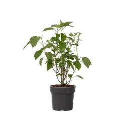 Krukkeplanter Indendørs^Hortensia - Hydrangea 'Strong Annabelle' - Højde 30-40cm - ⌀19cm