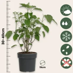 Krukkeplanter Indendørs^Hortensia - Hydrangea 'Strong Annabelle' - Højde 30-40cm - ⌀19cm