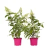 Buskads^Hortensia - Sæt 2 - Hydrangea paniculata 'Pinky Winky' - Højde 25-40cm - ⌀19cm