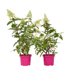 Buskads^Hortensia - Sæt 2 - Hydrangea paniculata 'Pinky Winky' - Højde 25-40cm - ⌀19cm