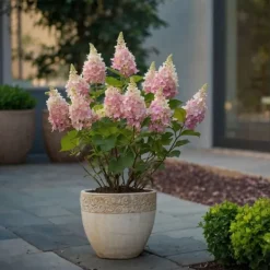 Buskads^Hortensia - Sæt 2 - Hydrangea paniculata 'Pinky Winky' - Højde 25-40cm - ⌀19cm
