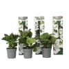 Online Hortensia - Sæt 3 - Hydrangea macrophylla teller 'Benxi' - Højde 25-40cm - ⌀9cm Krukkeplanter Indendørs
