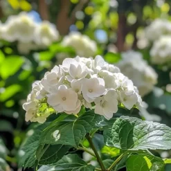 Online Hortensia - Sæt 3 - Hydrangea macrophylla teller 'Benxi' - Højde 25-40cm - ⌀9cm Krukkeplanter Indendørs