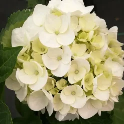 Online Hortensia - Sæt 3 - Hydrangea macrophylla teller 'Benxi' - Højde 25-40cm - ⌀9cm Krukkeplanter Indendørs