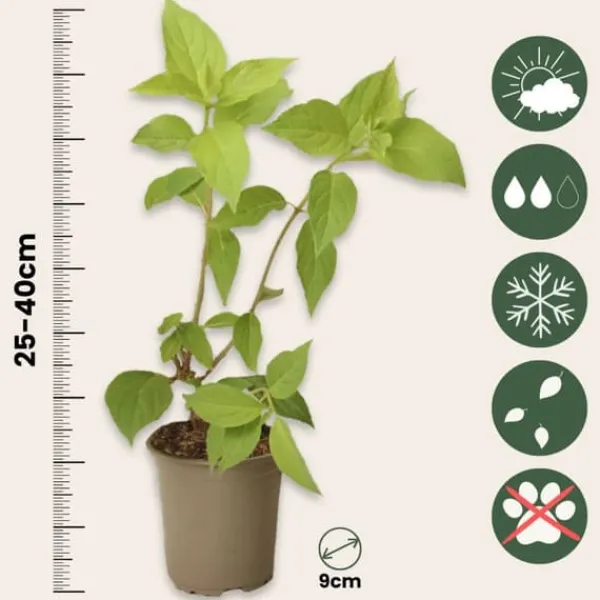 Buskads^Hortensia - Sæt 3 - Hydrangea paniculata 'Silver Dollar' - Højde 25-40cm - ⌀9cm