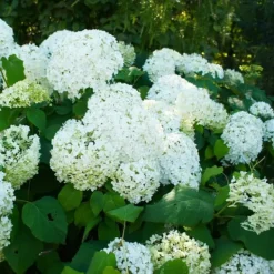 Buskads^Hortensia - Sæt 3 - Hydrangea paniculata 'Silver Dollar' - Højde 25-40cm - ⌀9cm