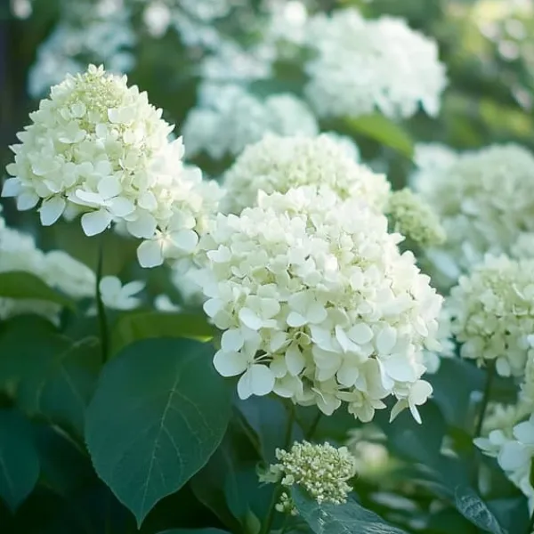 Buskads^Hortensia - Sæt 3 - Hydrangea paniculata 'Silver Dollar' - Højde 25-40cm - ⌀9cm