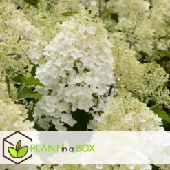 Buskads^Hortensia - Sæt 3 - Hydrangea paniculata 'Silver Dollar' - Højde 25-40cm - ⌀9cm