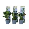 Clearance Hortensia - Sæt 6 - Hydrangea macrophylla teller 'Nizza' - Højde 25-40cm - ⌀9cm Haveplanter