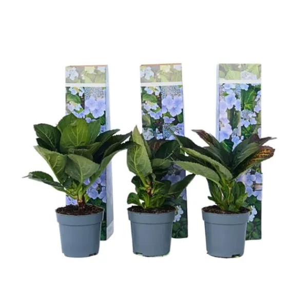 Clearance Hortensia - Sæt 6 - Hydrangea macrophylla teller 'Nizza' - Højde 25-40cm - ⌀9cm Haveplanter