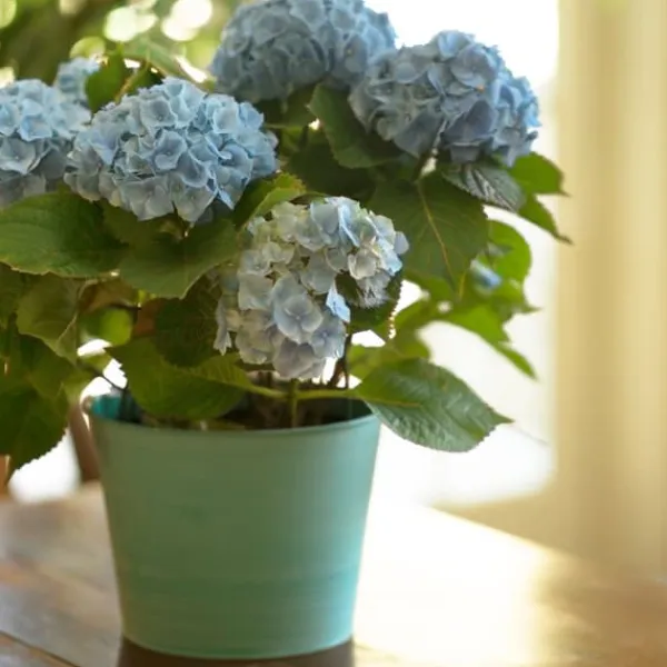 Clearance Hortensia - Sæt 6 - Hydrangea macrophylla teller 'Nizza' - Højde 25-40cm - ⌀9cm Haveplanter