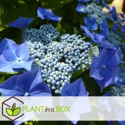 Clearance Hortensia - Sæt 6 - Hydrangea macrophylla teller 'Nizza' - Højde 25-40cm - ⌀9cm Haveplanter