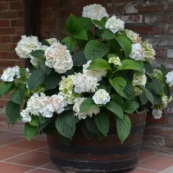 Hot Hortensia - Sæt 6 - Hydrangea macrophylla teller 'Benxi' - Højde 25-40cm - ⌀9cm Haveplanter