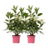 Best Hortensia - Sæt 2 - Hydrangea paniculata 'Early Harry' - Højde 25-40cm - ⌀19cm Buskads