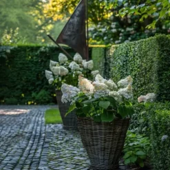 Best Hortensia - Sæt 2 - Hydrangea paniculata 'Early Harry' - Højde 25-40cm - ⌀19cm Buskads