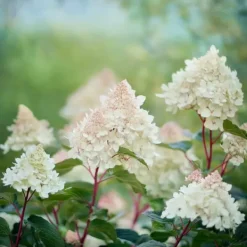 Best Hortensia - Sæt 2 - Hydrangea paniculata 'Early Harry' - Højde 25-40cm - ⌀19cm Buskads