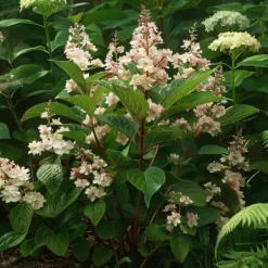 Best Hortensia - Sæt 2 - Hydrangea paniculata 'Early Harry' - Højde 25-40cm - ⌀19cm Buskads