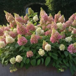 Online Hortensia - Sæt 2 - Hydrangea paniculata 'Candlelight' - Højde 25-40cm - ⌀19cm Buskads