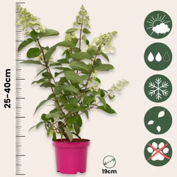 Hot Hortensia - Sæt 4 - Hydrangea paniculata 'Pinky Winky' - Højde 25-40cm - ⌀19cm Buskads