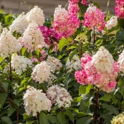 Hortensia - Sæt med 24 - Hortensia paniculata - Højde 25-35cm - ⌀9cm Buskads