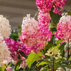 Hortensia - Sæt med 24 - Hortensia paniculata - Højde 25-35cm - ⌀9cm Buskads