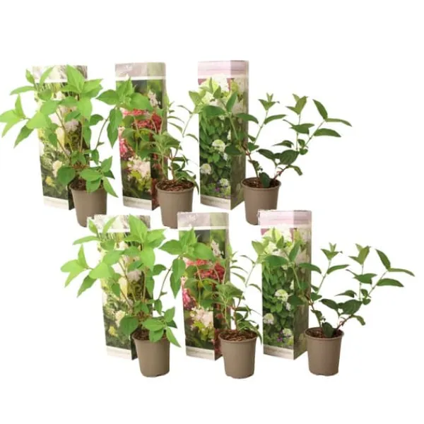 New Hortensia - Sæt med 6 - Hortensia paniculata - Højde 25-35cm - ⌀9cm Buskads