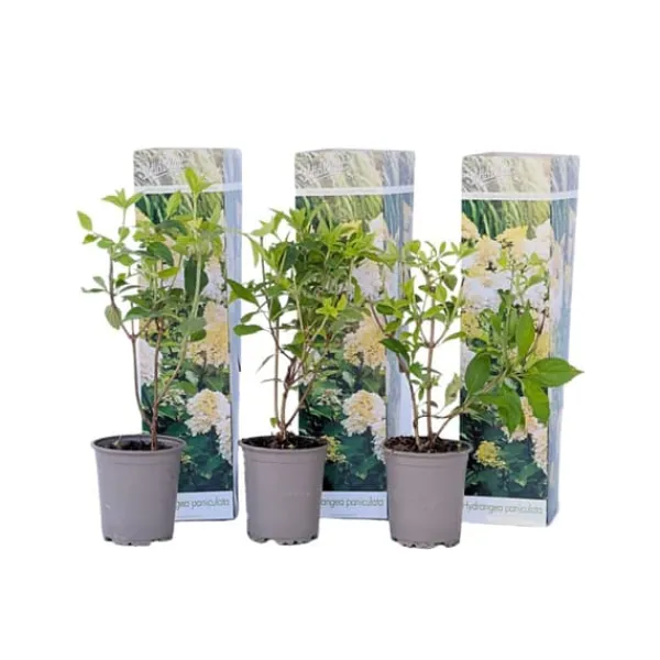 Buskads^Hortensia - Sæt med 3 - Hydrangea paniculata 'Phantom' - Højde 25-40cm - ⌀9cm