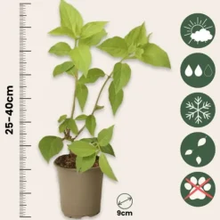 Buskads^Hortensia - Sæt med 3 - Hydrangea paniculata 'Phantom' - Højde 25-40cm - ⌀9cm