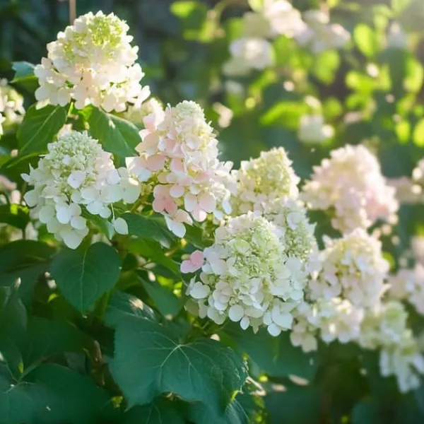 Buskads^Hortensia - Sæt med 3 - Hydrangea paniculata 'Phantom' - Højde 25-40cm - ⌀9cm