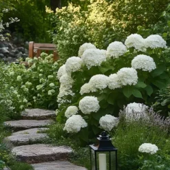 Krukkeplanter Indendørs^Hortensia - Sæt med 3 - Hydrangea 'Strong Annabelle' - Højde 30-40cm - ⌀19cm