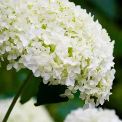 Krukkeplanter Indendørs^Hortensia - Sæt med 3 - Hydrangea 'Strong Annabelle' - Højde 30-40cm - ⌀19cm
