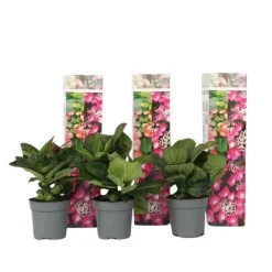 Hot Hortensia - Sæt med 3 - Hydrangea macrophylla - Højde 25-40cm - ⌀9cm Krukkeplanter Indendørs