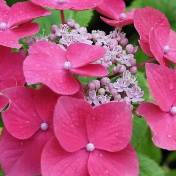 Hot Hortensia - Sæt med 3 - Hydrangea macrophylla - Højde 25-40cm - ⌀9cm Krukkeplanter Indendørs