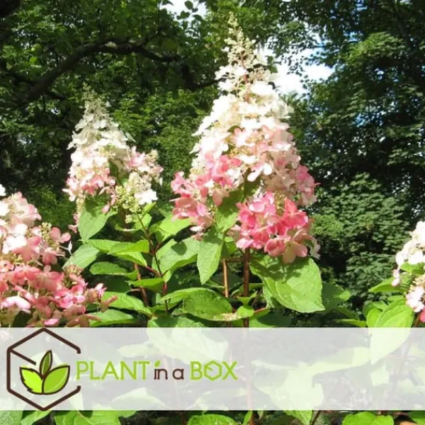 Clearance Hortensia - Sæt med 3 - Hydrangea paniculata 'Pink Lady' - Højde 25-40cm - ⌀9cm Buskads