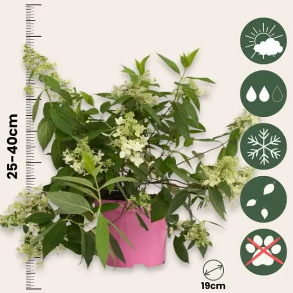 Buskads^Hortensia - Sæt med 2 - Hydrangea paniculata 'Confetti' - Højde 25-40cm - ⌀19cm