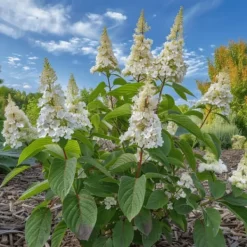 Buskads^Hortensia - Sæt med 2 - Hydrangea paniculata 'Confetti' - Højde 25-40cm - ⌀19cm