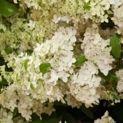 Buskads^Hortensia - Sæt med 2 - Hydrangea paniculata 'Confetti' - Højde 25-40cm - ⌀19cm