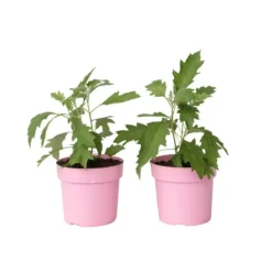 Buskads^Hortensia - Sæt med 2 - Hydrangea 'Ice Crystal' - Højde 25-40cm - ⌀19cm