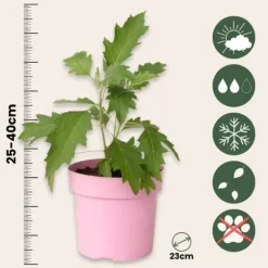 Buskads^Hortensia - Sæt med 2 - Hydrangea 'Ice Crystal' - Højde 25-40cm - ⌀19cm