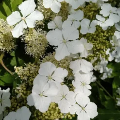 Buskads^Hortensia - Sæt med 2 - Hydrangea 'Ice Crystal' - Højde 25-40cm - ⌀19cm